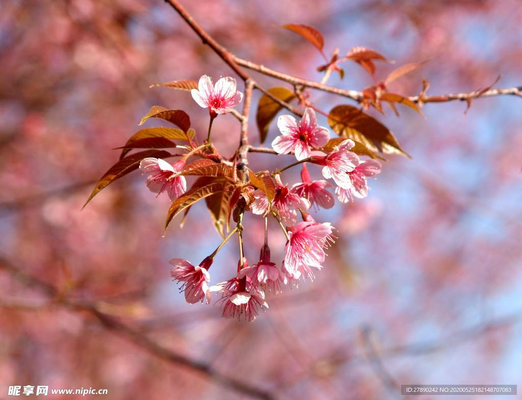 樱花