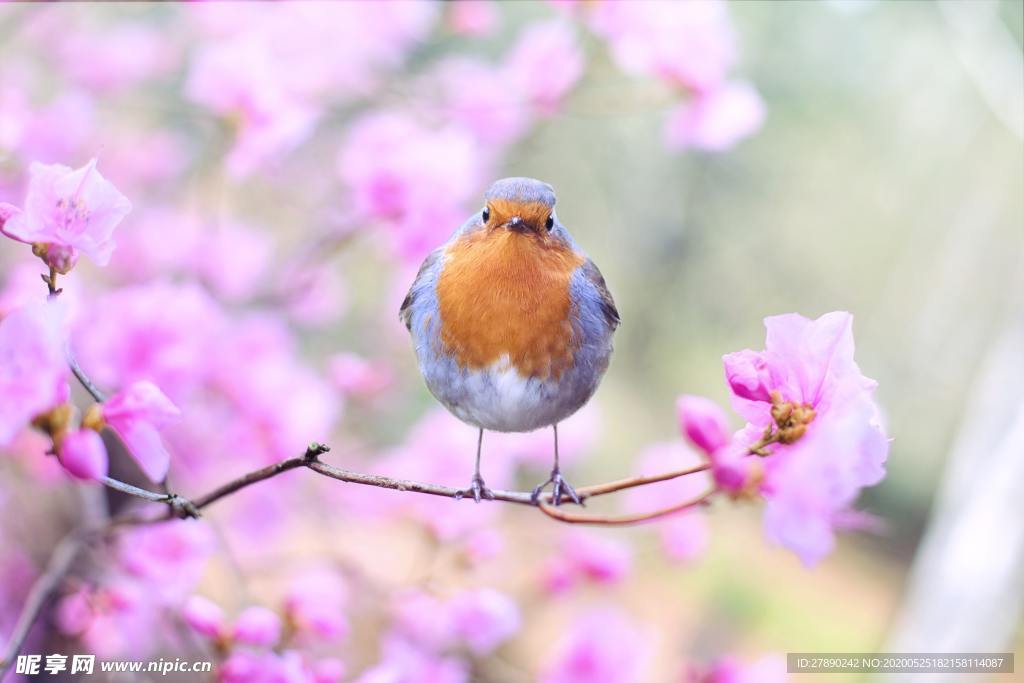樱花