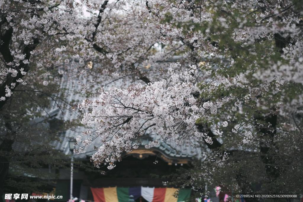 樱花