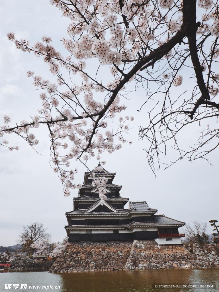 樱花
