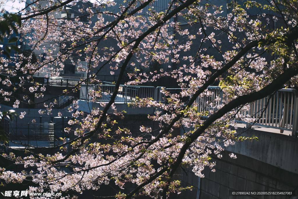 樱花