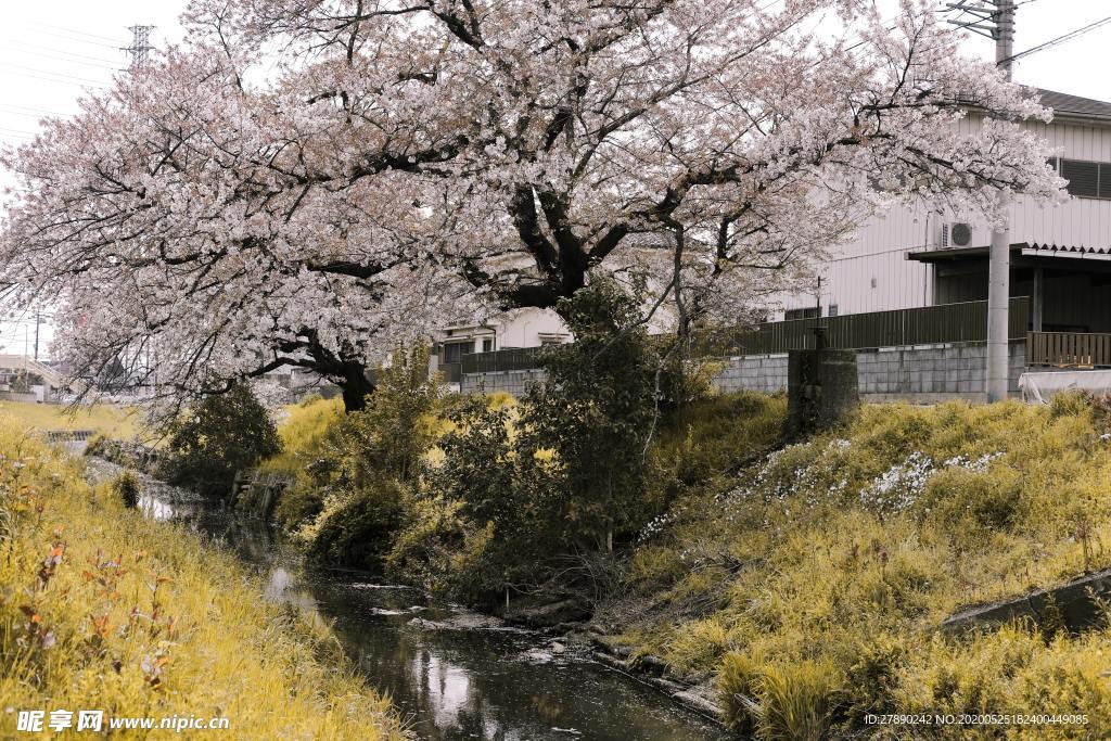 樱花