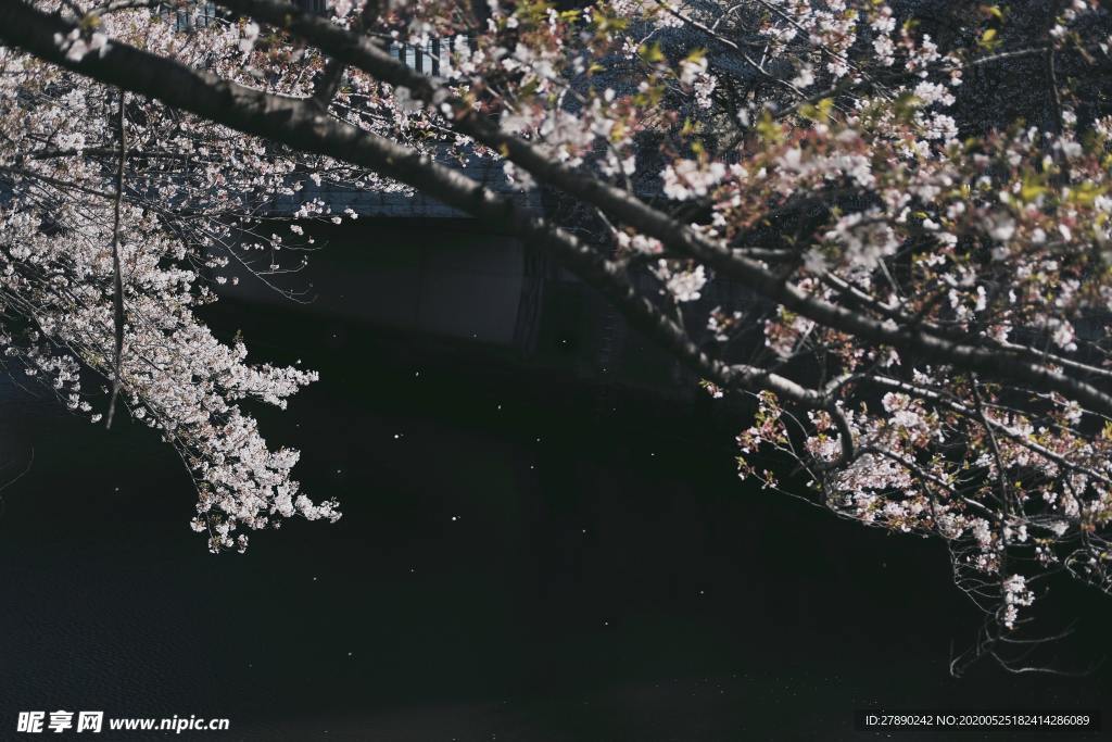 樱花