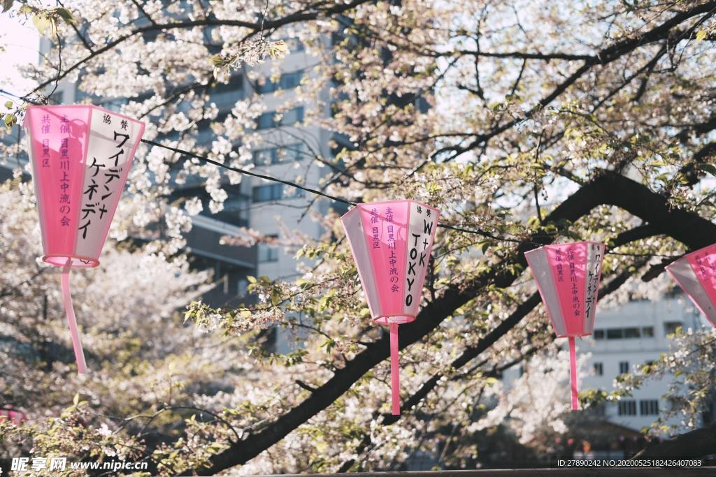 樱花