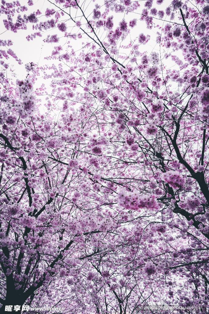 樱花