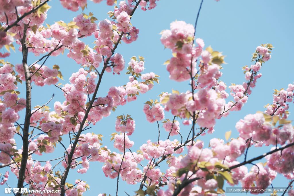 樱花