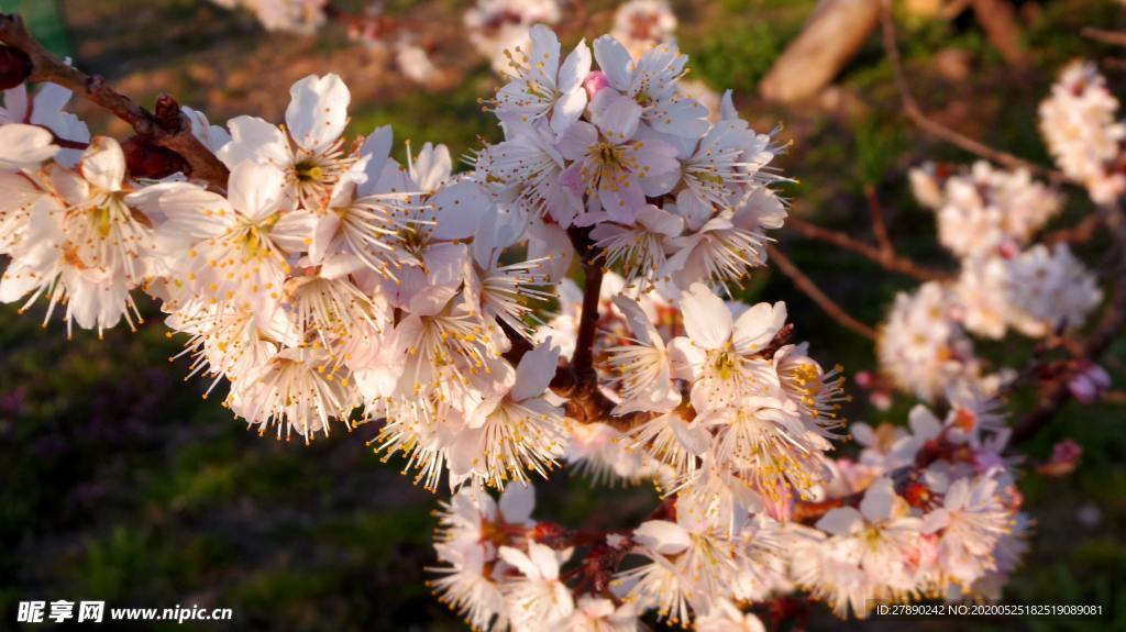 樱花