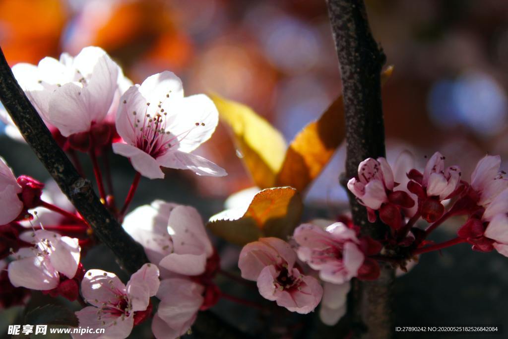 樱花