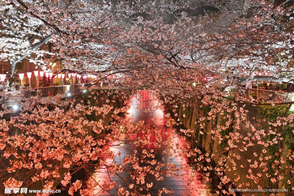 樱花
