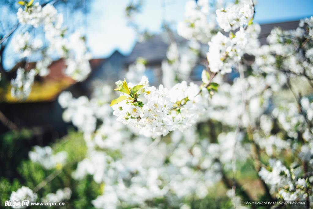 樱花
