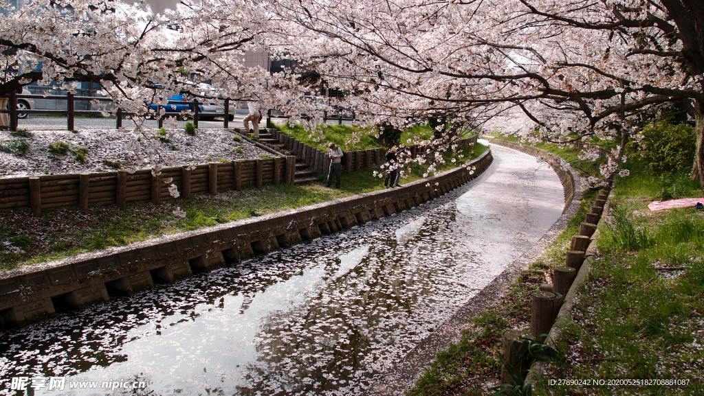 樱花