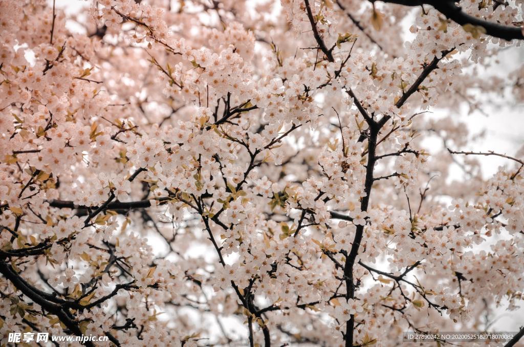 樱花