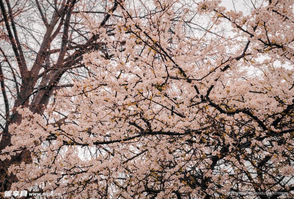 樱花