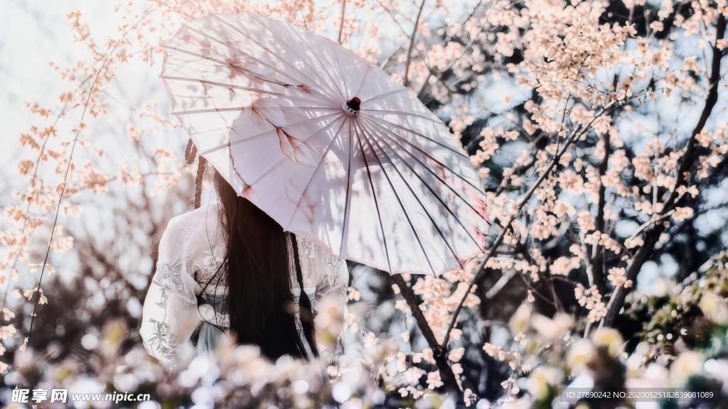 樱花