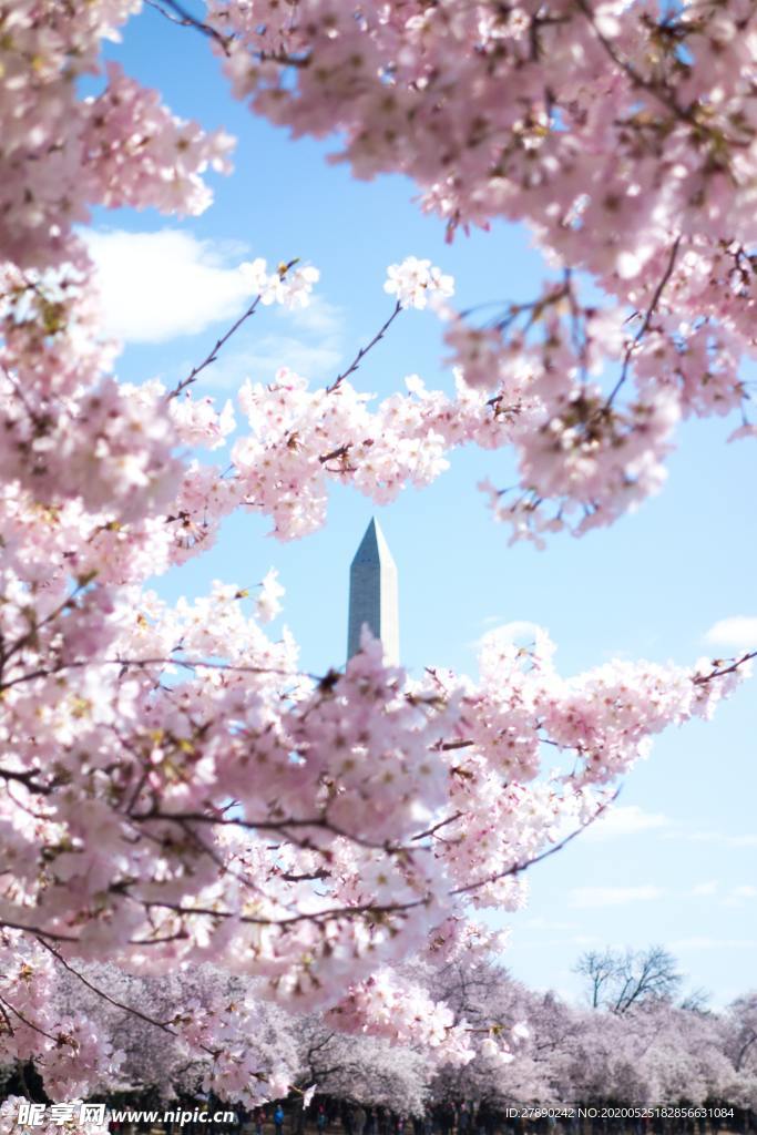 樱花