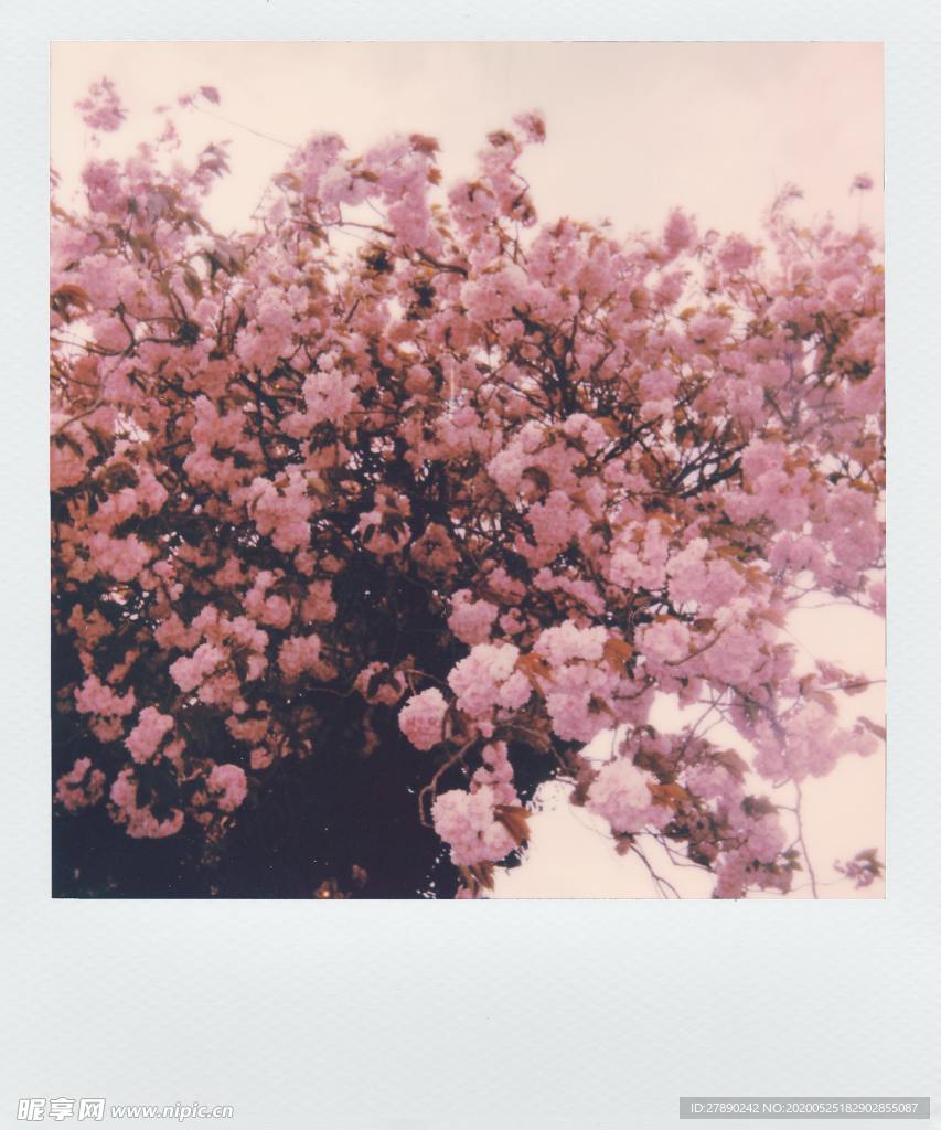 樱花