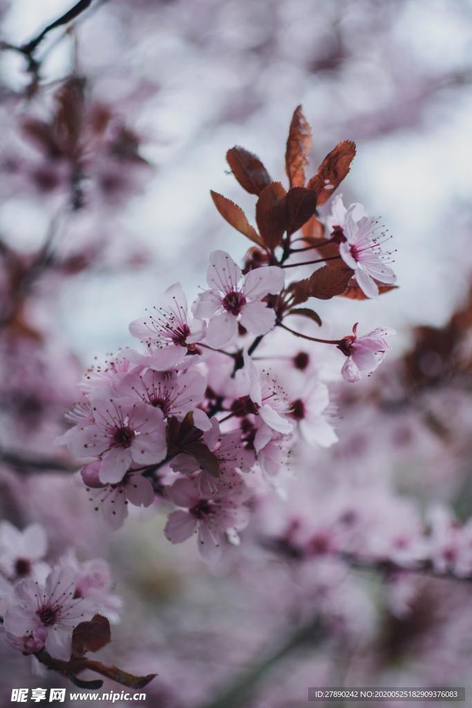樱花