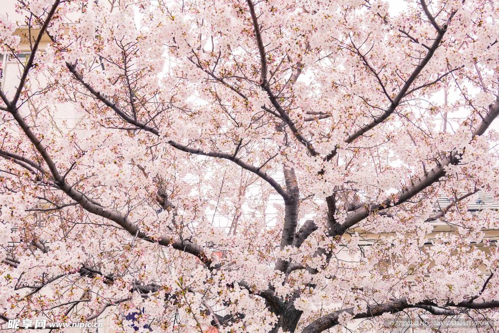 樱花