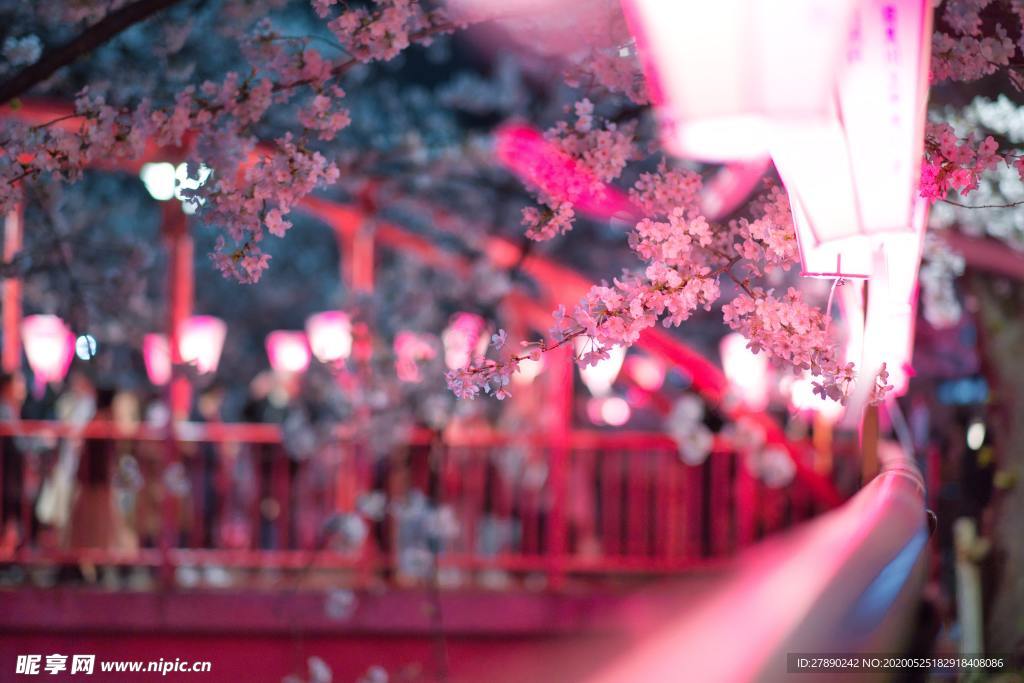 樱花