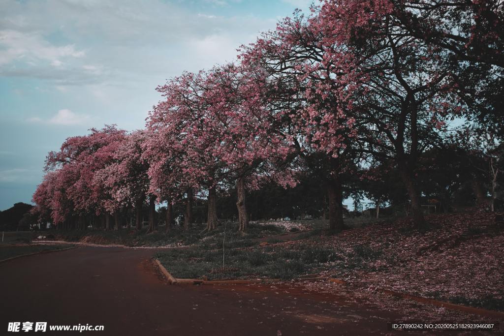 樱花
