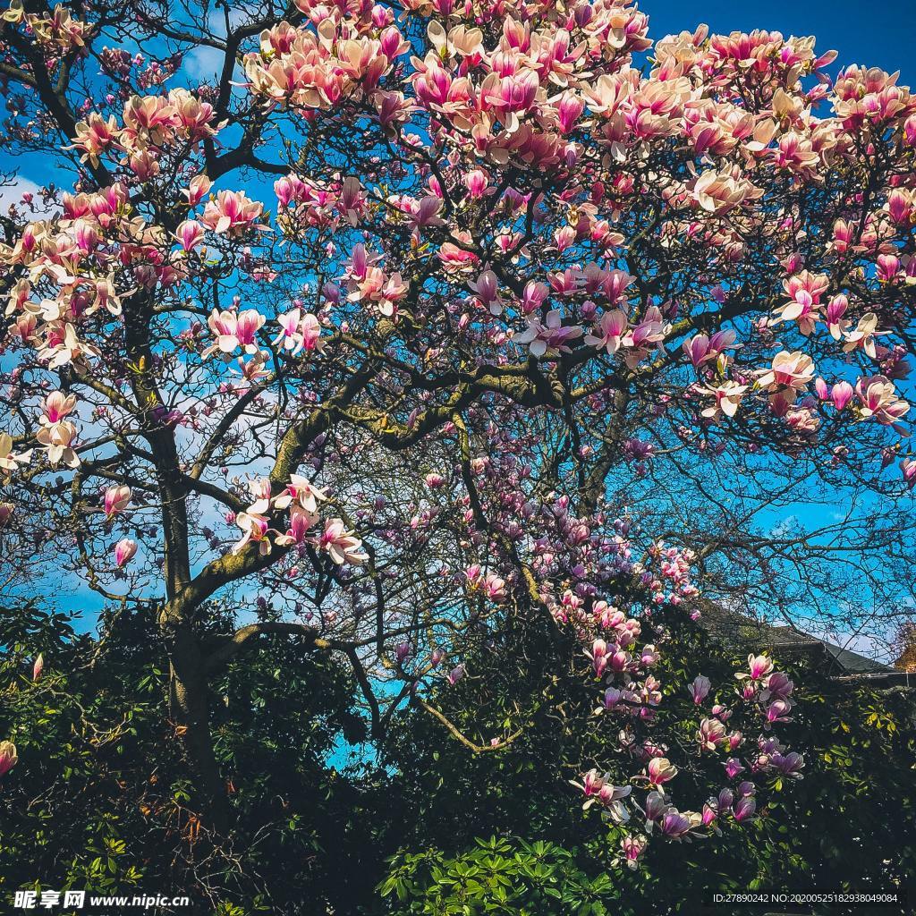 樱花