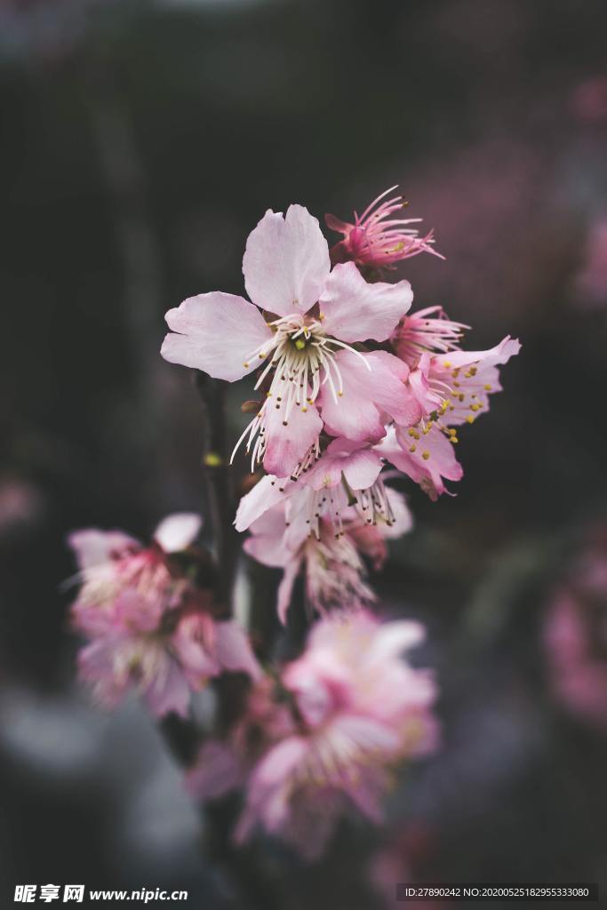 樱花