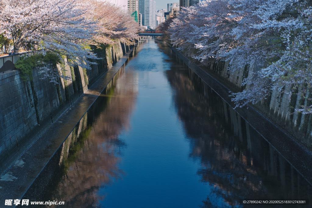 樱花