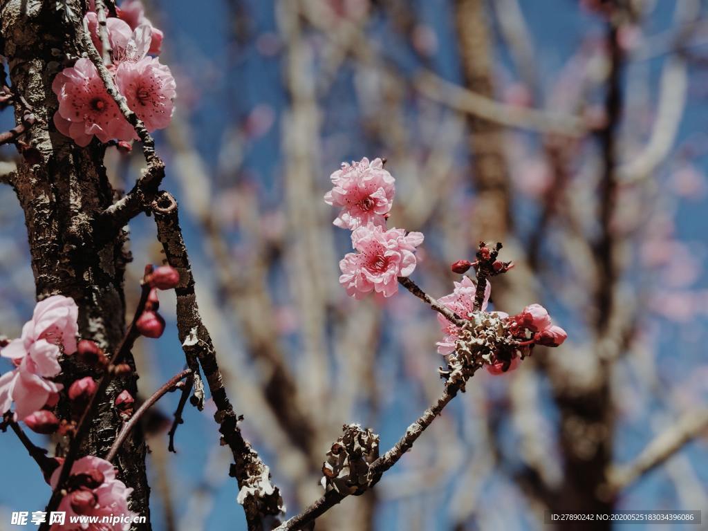 樱花