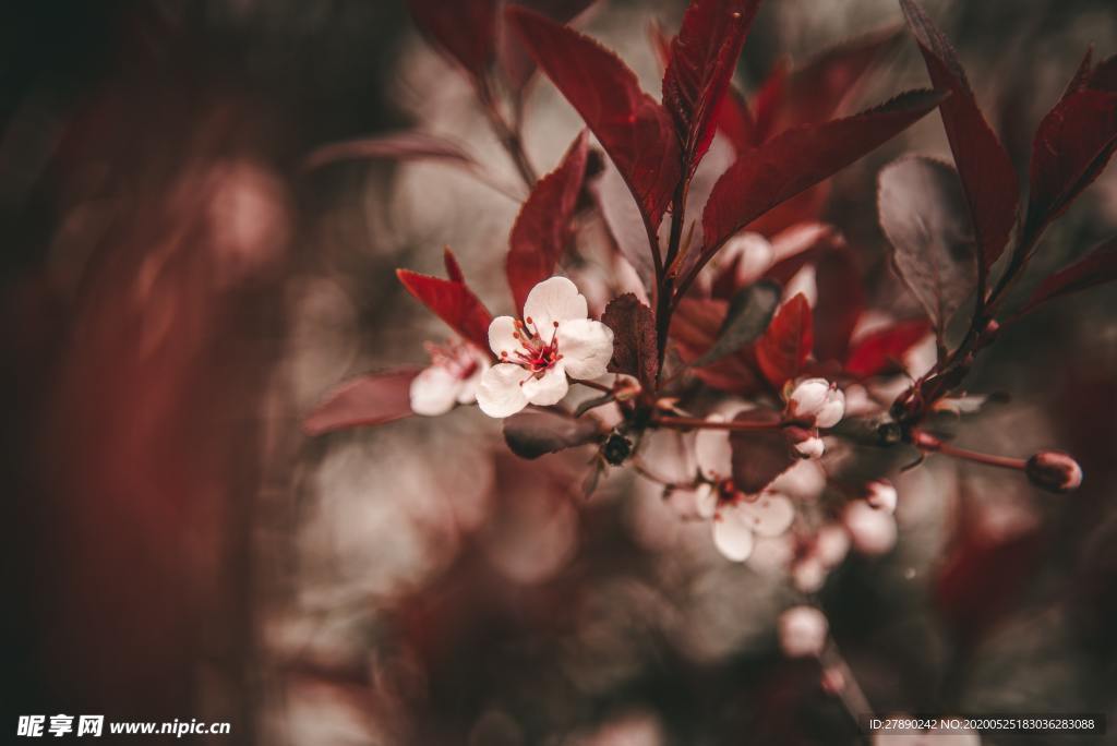 樱花
