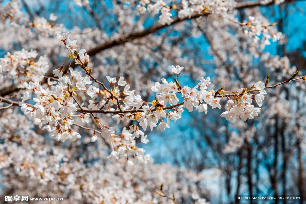 樱花