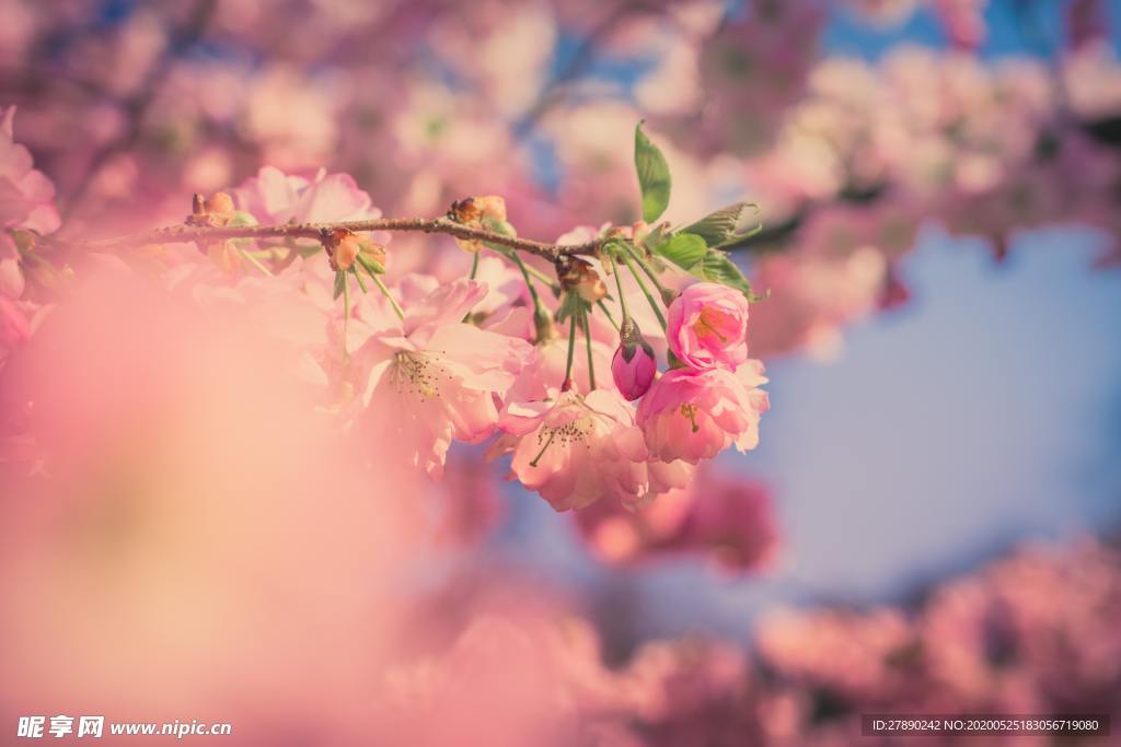 樱花
