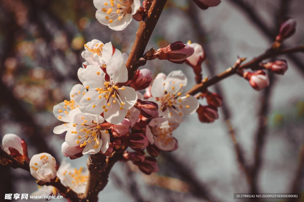 樱花