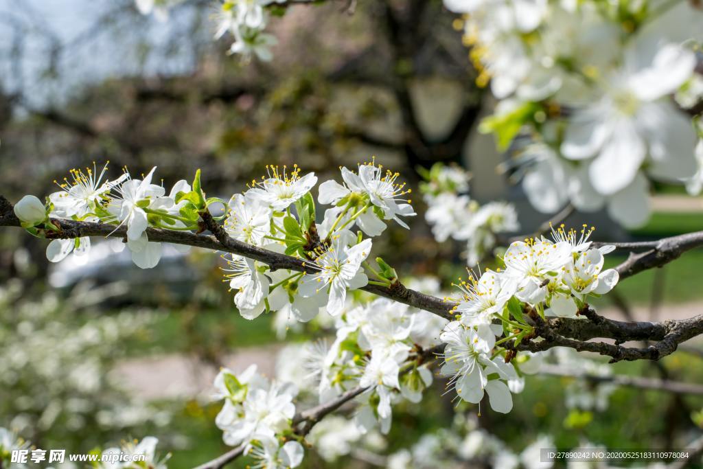 樱花