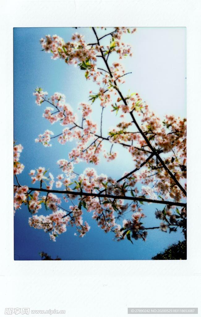 樱花