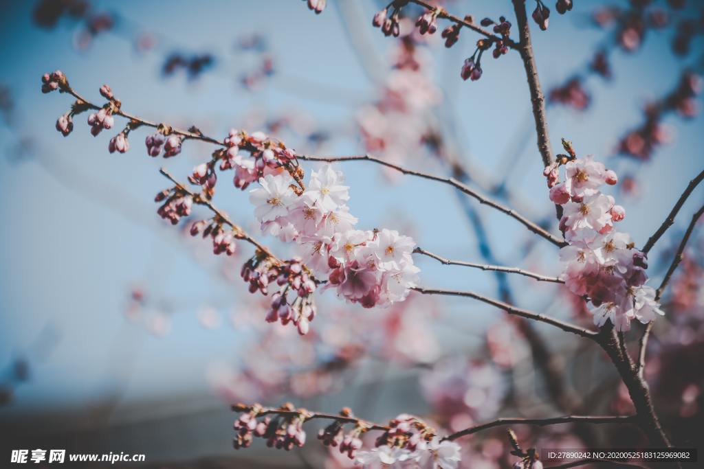 樱花