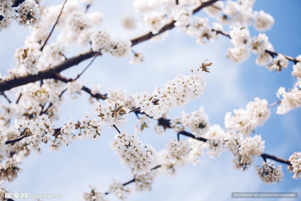 樱花