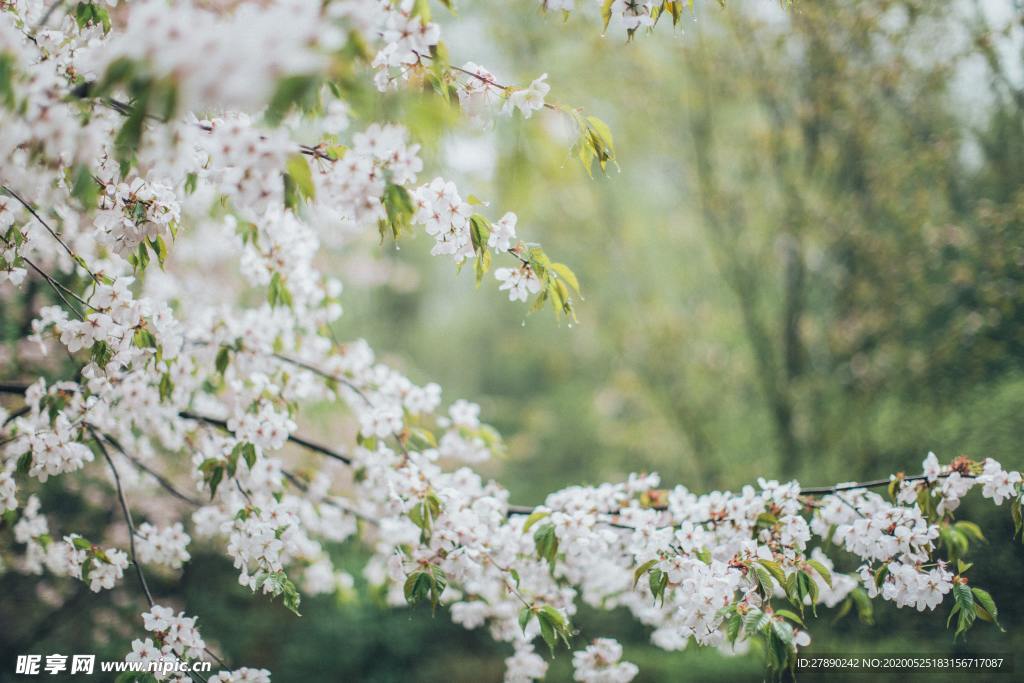 樱花