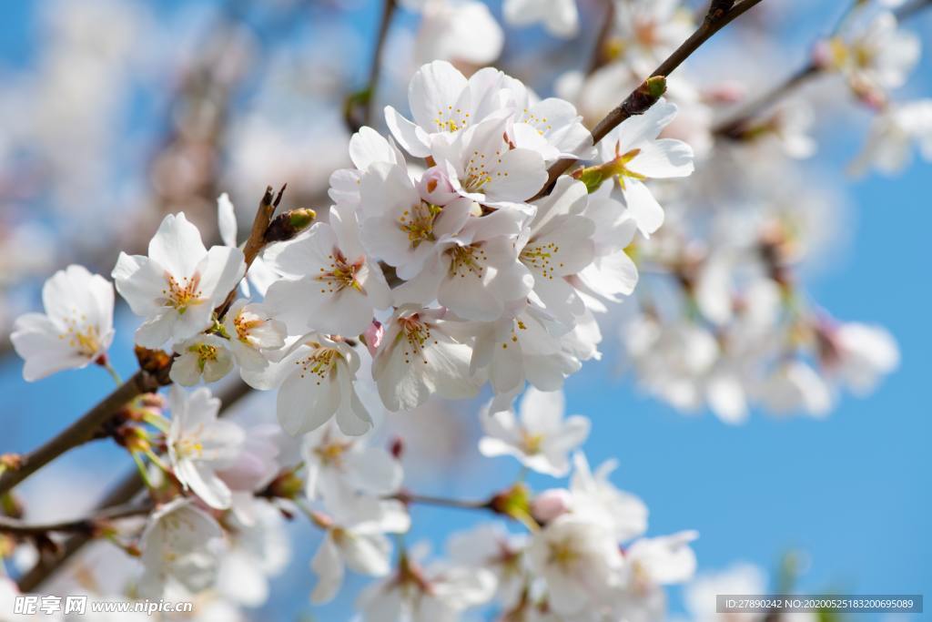 樱花