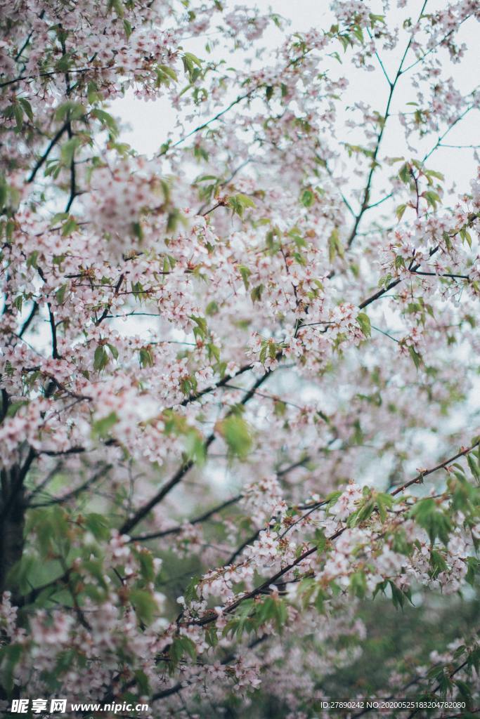 樱花