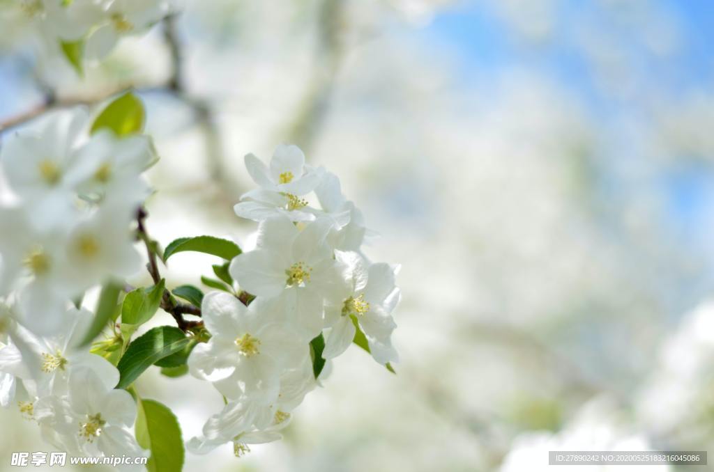 樱花