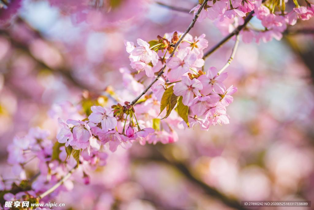 樱花