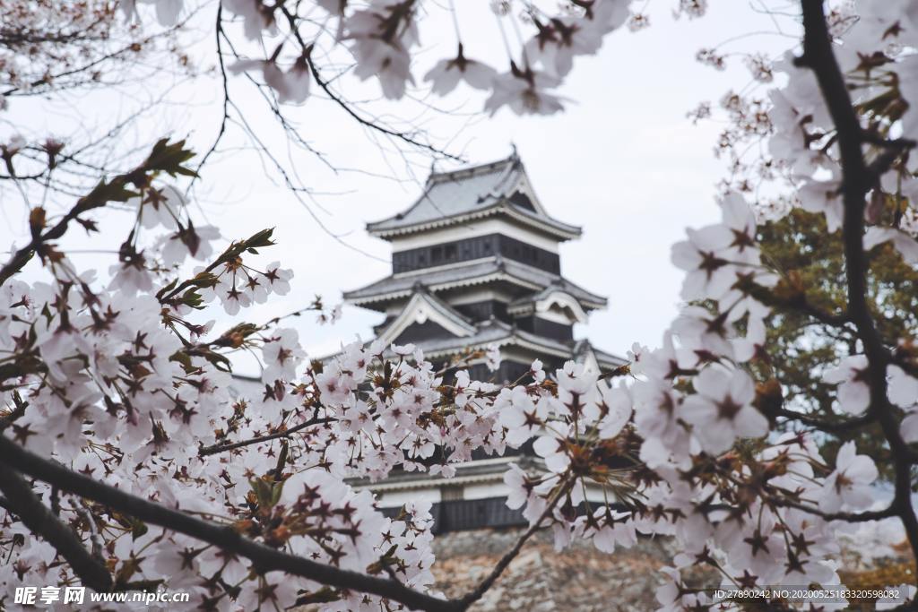 樱花