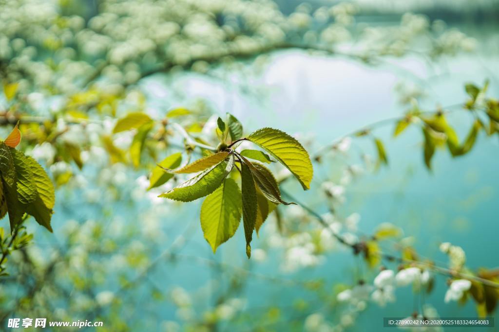 樱花