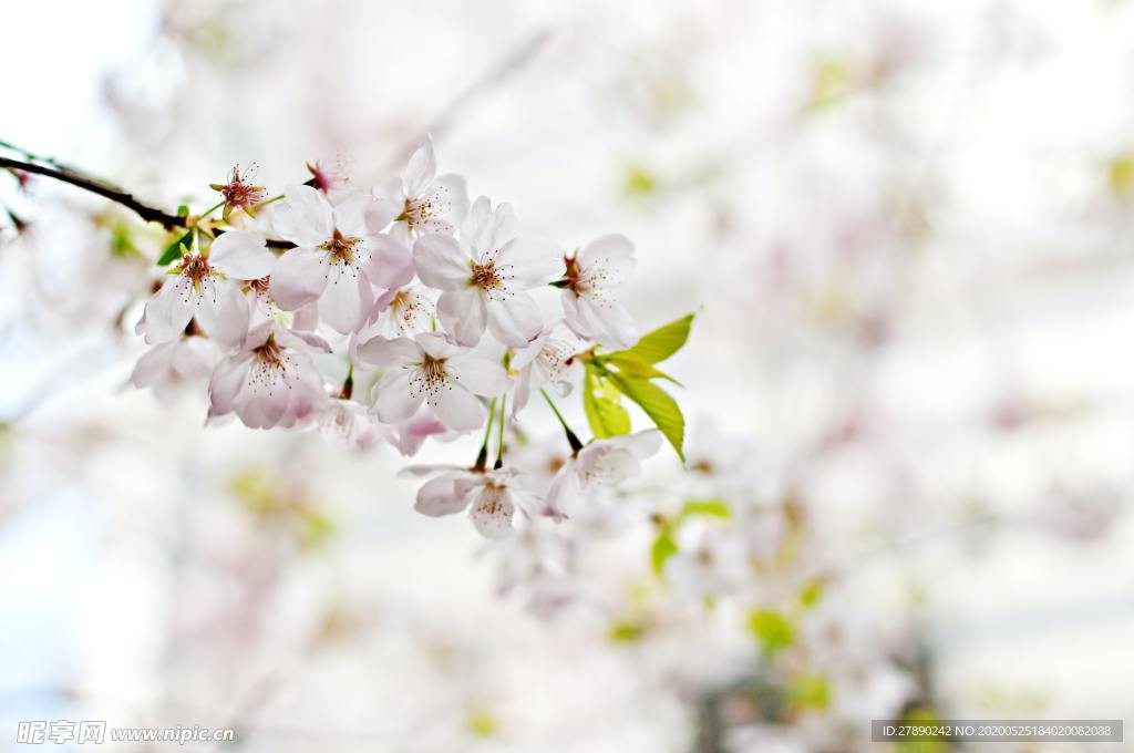 樱花