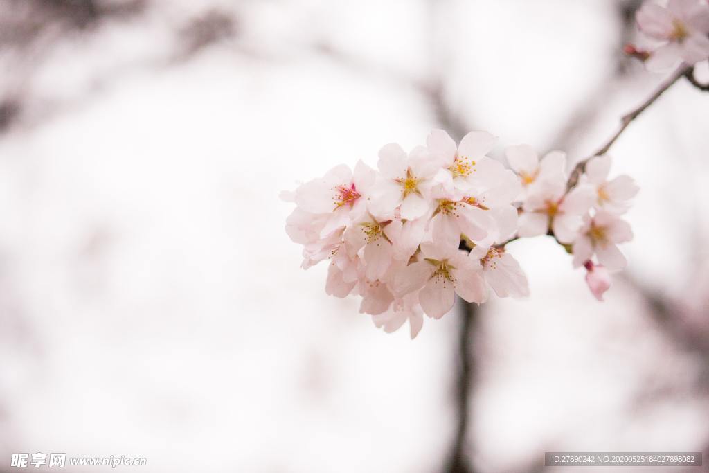 樱花