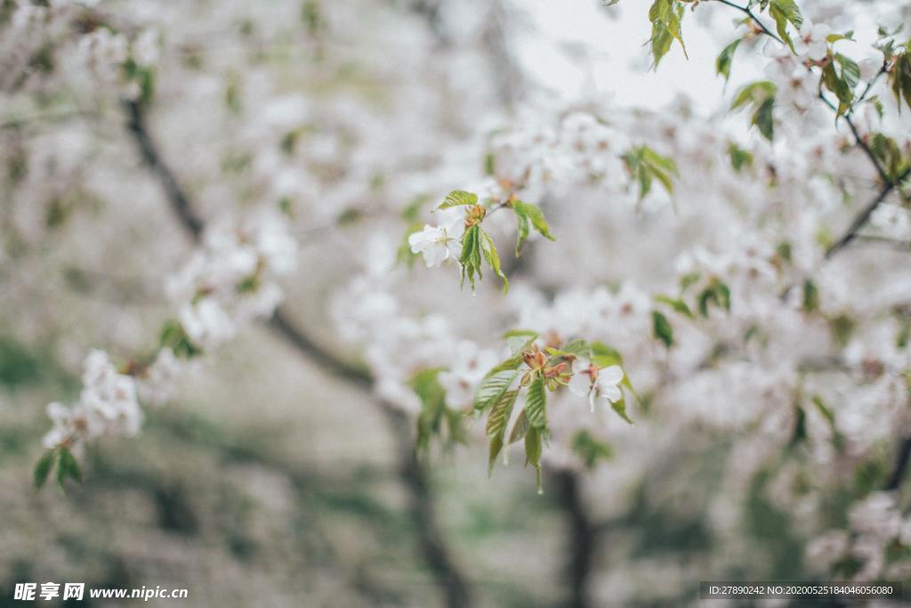 樱花