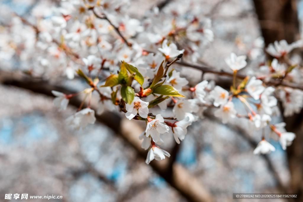 樱花