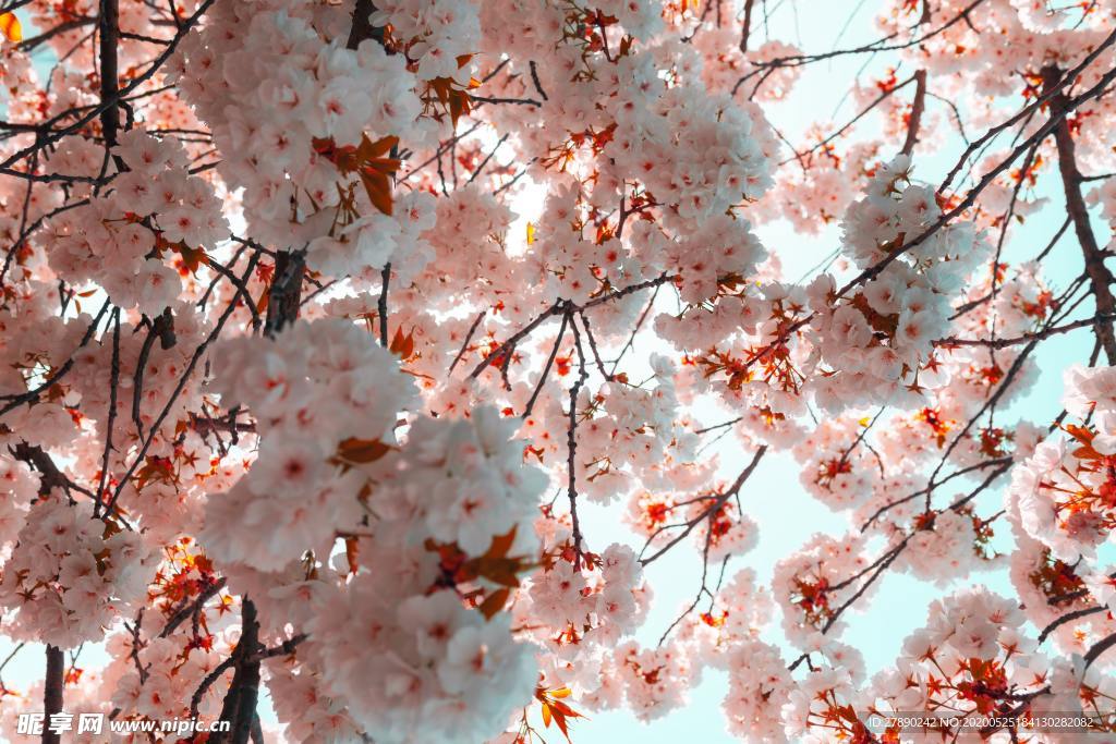 樱花