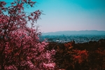 樱花