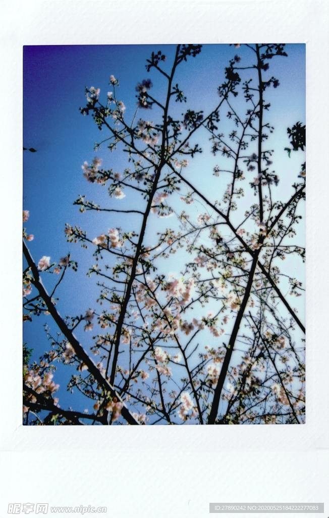 樱花